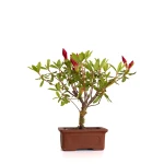 Vente en ligne Bonsai Azalée Indica 21 cm Sankaly Bonsai