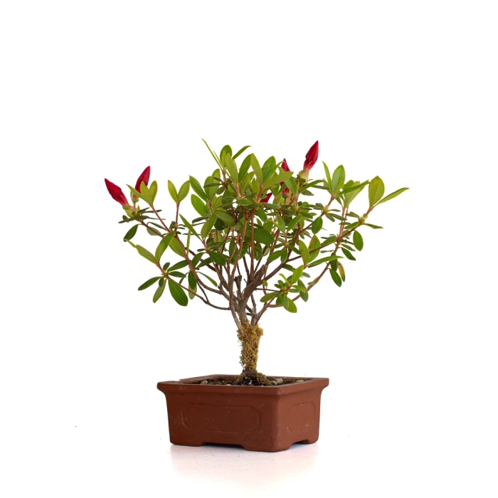 Vente de Bonsai en ligne Azalée Indica 21 cm Sankaly Bonsai