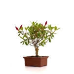 Vente de Bonsai en ligne Azalée Indica 21 cm Sankaly Bonsai