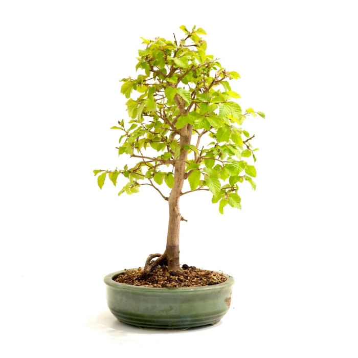 Achat Bonsai en ligne Charme de Corée 45 cm Sankaly Bonsai