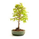 Achat Bonsai en ligne Charme de Corée 45 cm Sankaly Bonsai