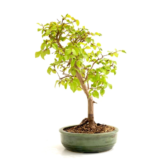 Bonsai Charme de Corée 45 cm 17-18 ans VDSKLY001 | Sankaly Bonsai