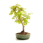 Bonsai Charme de Corée 45 cm 17-18 ans VDSKLY001 | Sankaly Bonsai