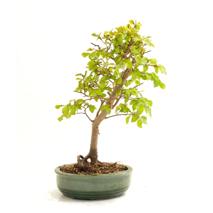 Acheter Bonsai en ligne Charme de Corée 45 cm Sankaly Bonsai