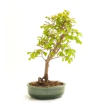 Acheter Bonsai en ligne Charme de Corée 45 cm Sankaly Bonsai