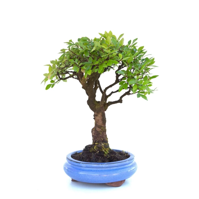 Bonsai Orme de Chine 35 cm 20 ans VDSK002 | Sankaly Bonsai
