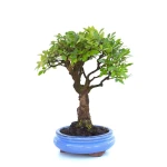 Bonsai Orme de Chine 35 cm 20 ans VDSK002 | Sankaly Bonsai