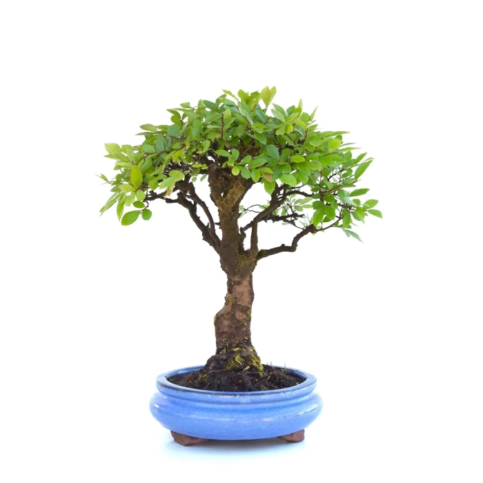 Bonsai Orme de Chine 35 cm 20 ans VDSK002 | Sankaly Bonsai