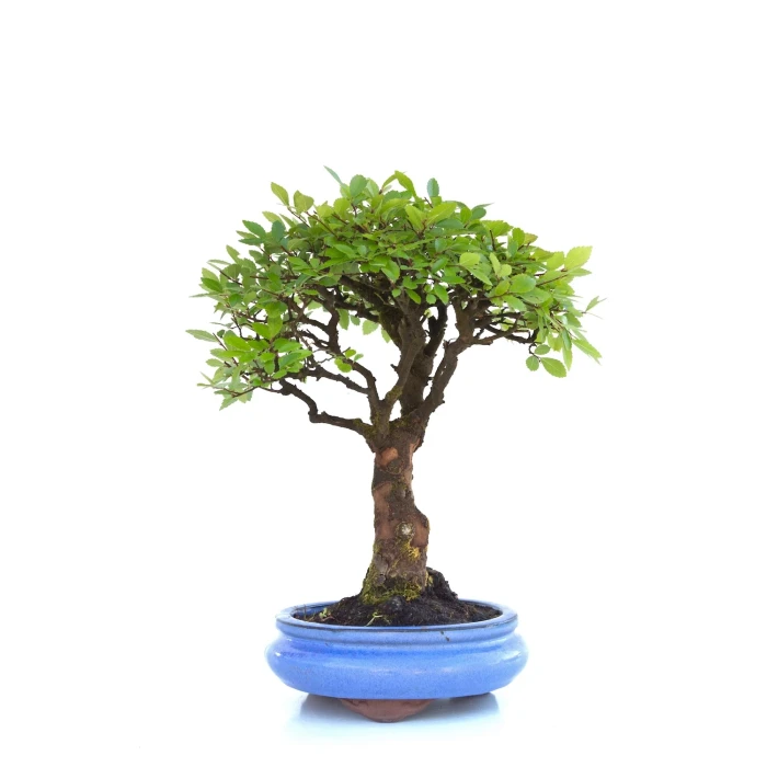 Vente Bonsai en ligne Orme de Chine 35 cm Sankaly Bonsai
