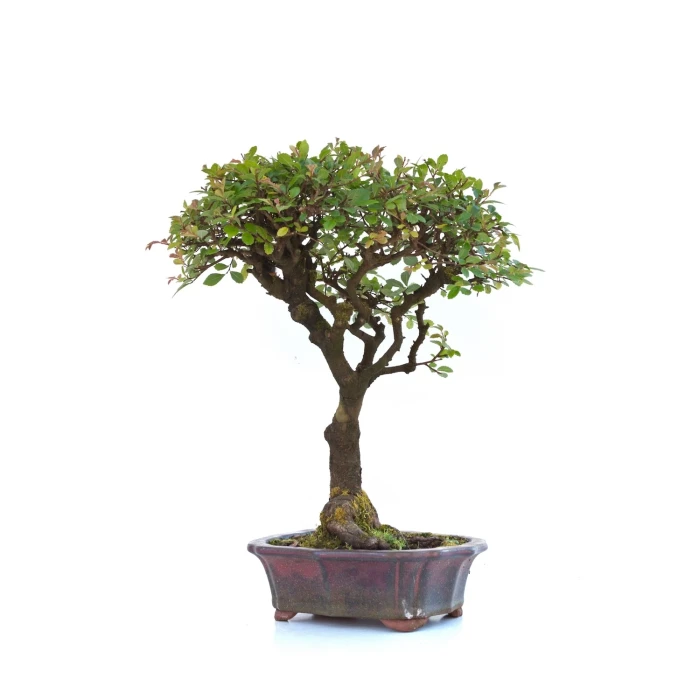 Acheter Bonsai en ligne Orme de Chine 36 cm Sankaly Bonsai