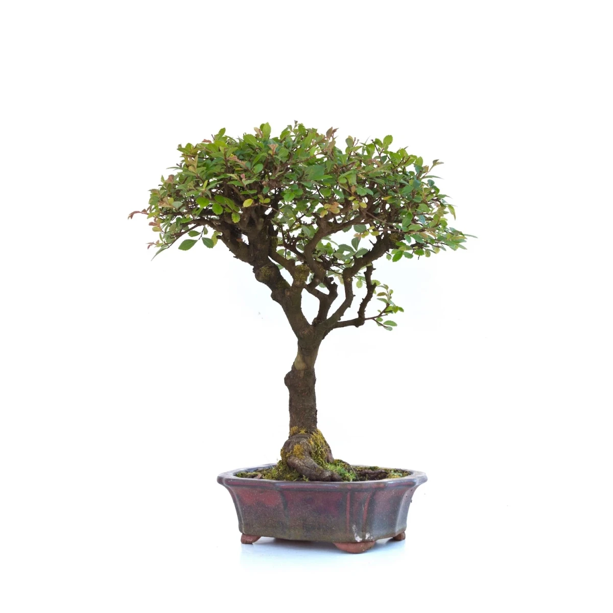 Acheter Bonsai en ligne Orme de Chine 36 cm Sankaly Bonsai
