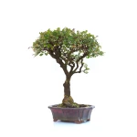 Acheter Bonsai en ligne Orme de Chine 36 cm Sankaly Bonsai