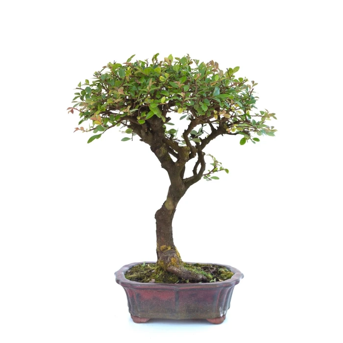 Achat Bonsai en ligne Orme de Chine 36 cm Sankaly Bonsai