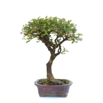 Achat Bonsai en ligne Orme de Chine 36 cm Sankaly Bonsai