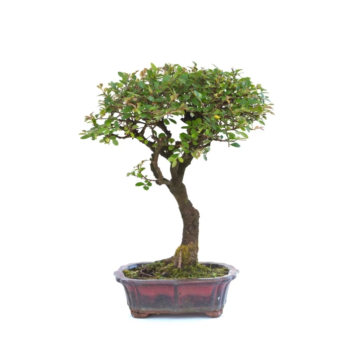 Vente Bonsai en ligne Orme de Chine 36 cm Sankaly Bonsai