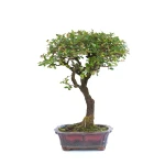 Vente Bonsai en ligne Orme de Chine 36 cm Sankaly Bonsai