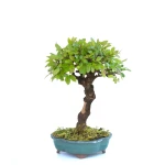 Acheter Bonsai en ligne Orme de Chine 32 cm Sankaly Bonsai