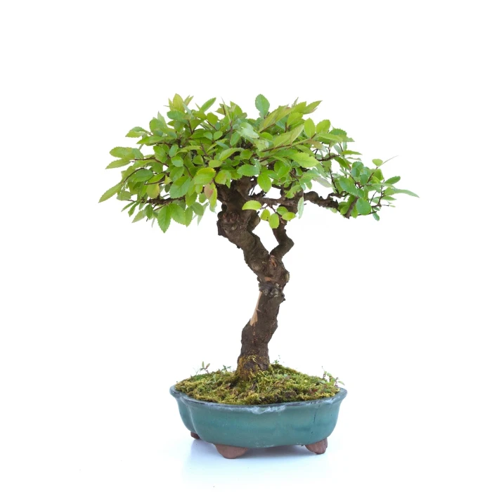 Achat Bonsai en ligne Orme de Chine 32 cm Sankaly Bonsai