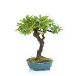 Achat Bonsai en ligne Orme de Chine 32 cm Sankaly Bonsai