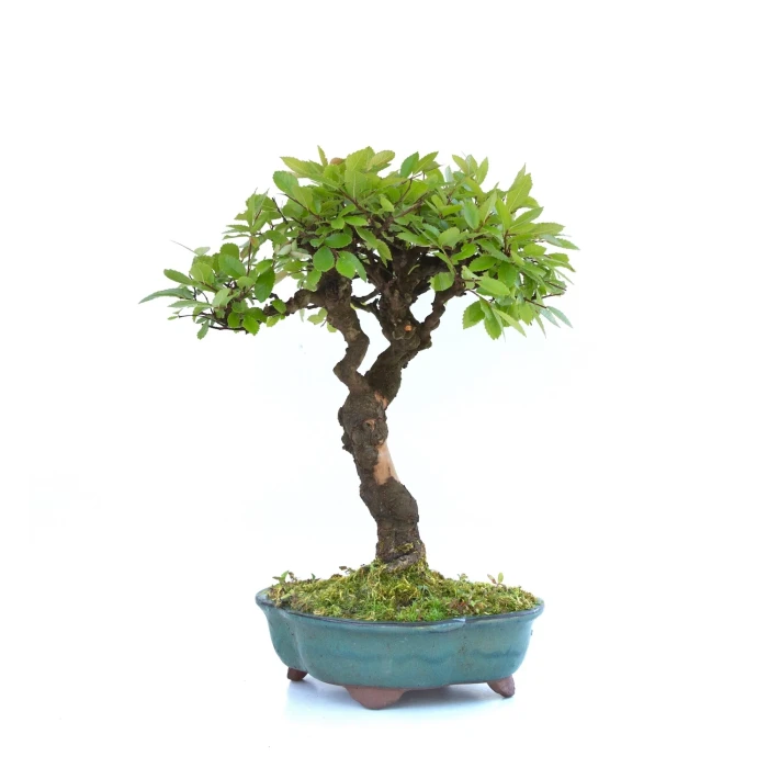 Vente Bonsai en ligne Orme de Chine 32 cm Sankaly Bonsai