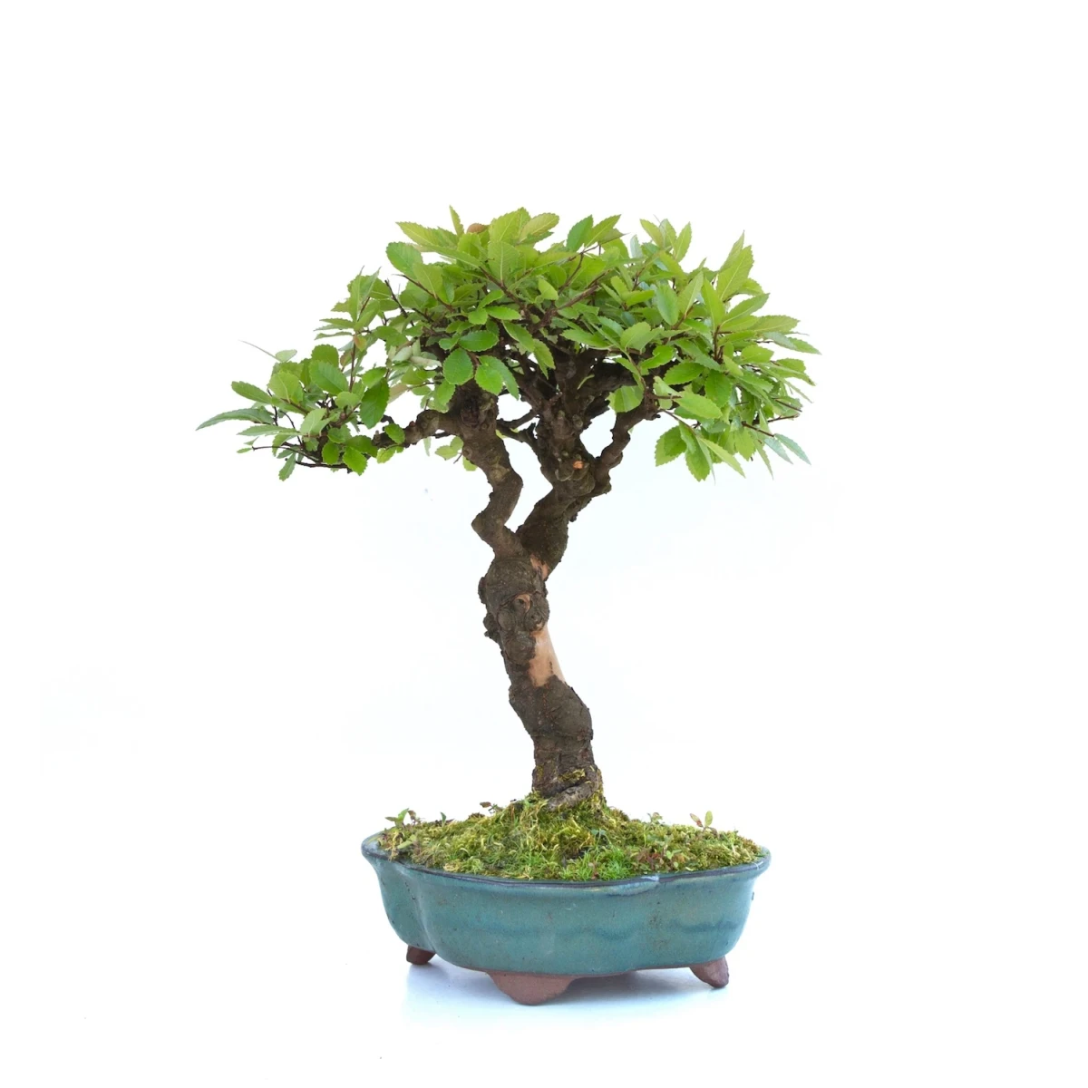 Vente Bonsai en ligne Orme de Chine 32 cm Sankaly Bonsai