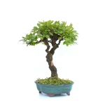 Vente Bonsai en ligne Orme de Chine 32 cm Sankaly Bonsai