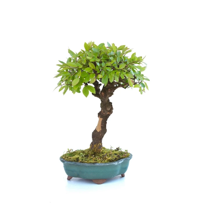 Boutique Bonsai en ligne Orme de Chine 32 cm Sankaly Bonsai