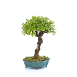 Boutique Bonsai en ligne Orme de Chine 32 cm Sankaly Bonsai