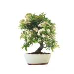 Achat Bonsai en ligne Pyracantha Coccinea 36 cm Sankaly Bonsai