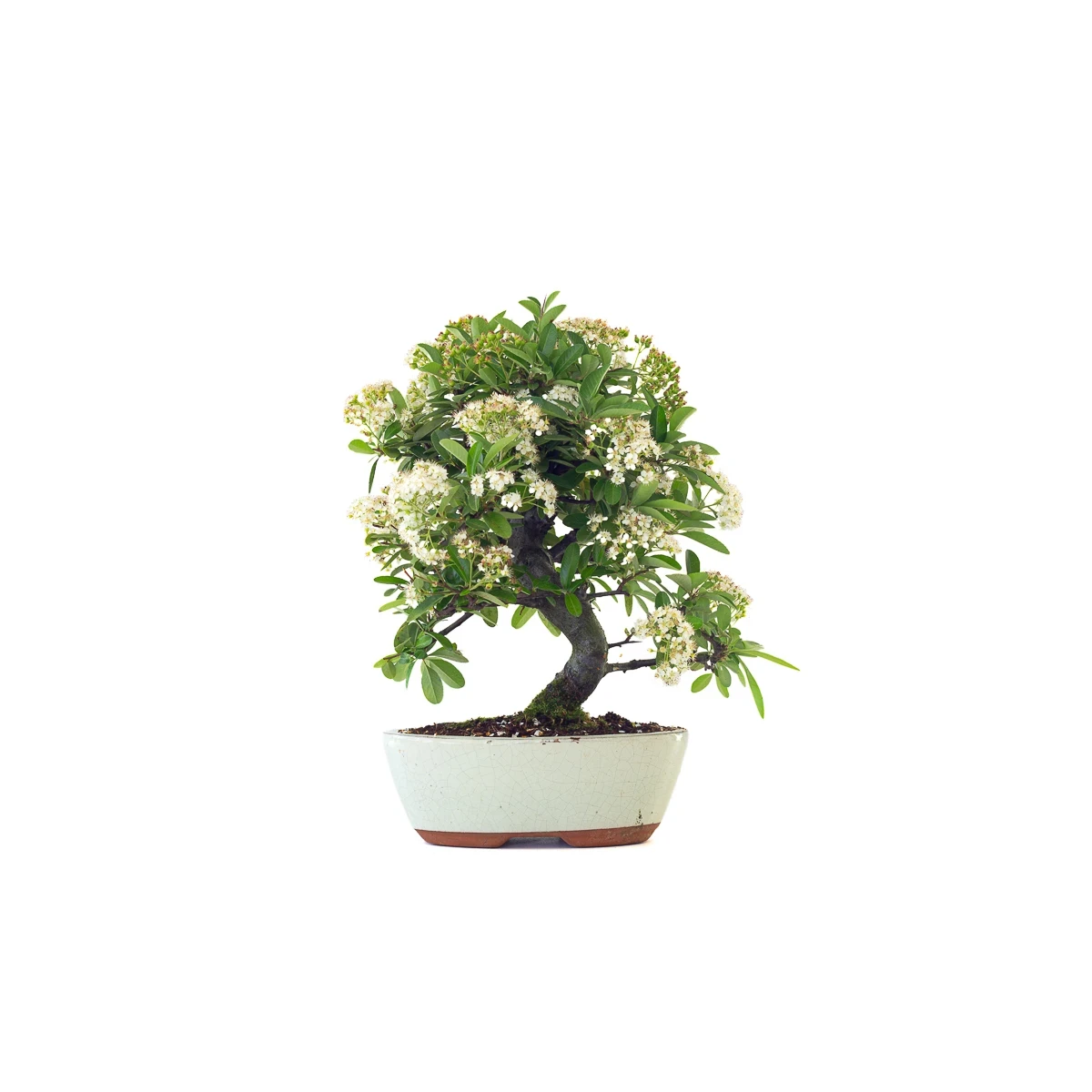Vente de Bonsai en ligne Pyracantha Coccinea 36 cm Sankaly Bonsai