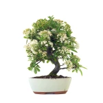Vente de Bonsai en ligne Pyracantha Coccinea 36 cm Sankaly Bonsai