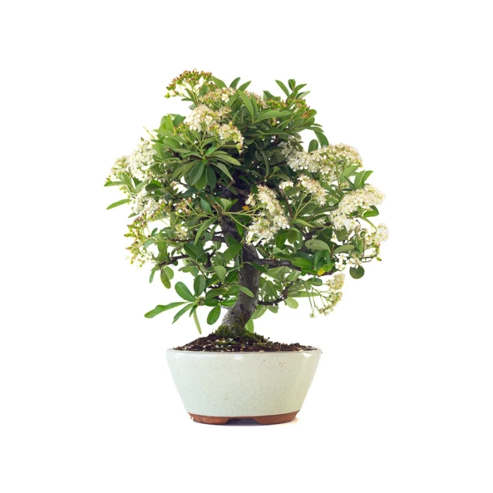 Acheter Bonsai en ligne Pyracantha Coccinea 36 cm Sankaly Bonsai