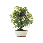 Acheter Bonsai en ligne Pyracantha Coccinea 36 cm Sankaly Bonsai