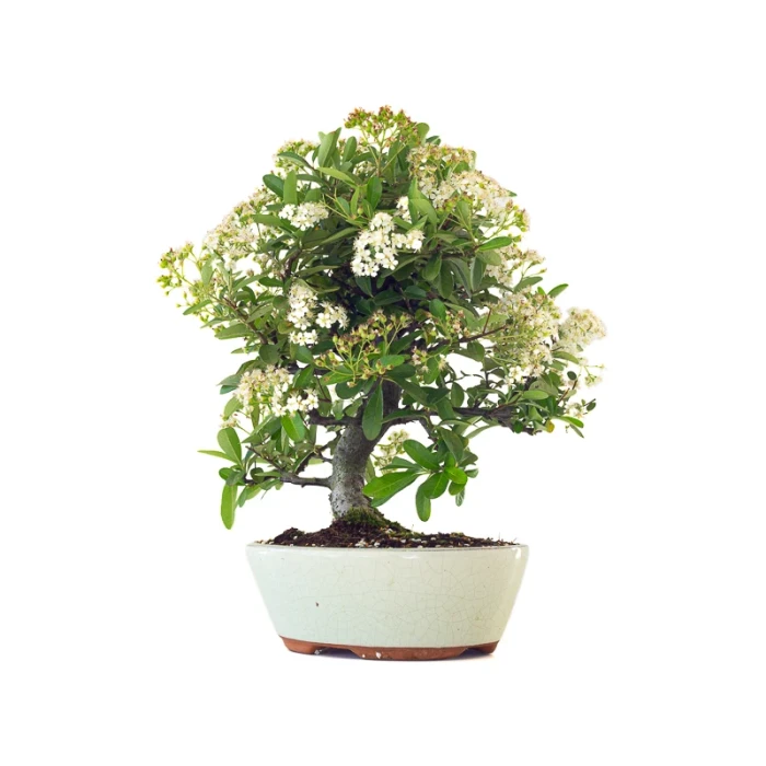 Boutique Bonsai en ligne Pyracantha Coccinea 36 cm Sankaly Bonsai