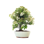 Boutique Bonsai en ligne Pyracantha Coccinea 36 cm Sankaly Bonsai