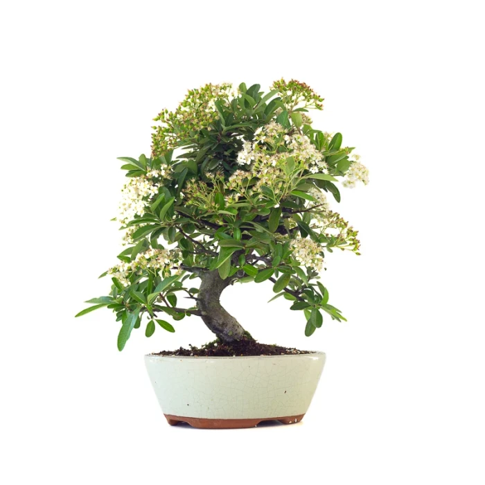 Site vente de Bonsai en ligne Pyracantha Coccinea 36 cm Sankaly Bonsai
