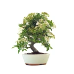 Site vente de Bonsai en ligne Pyracantha Coccinea 36 cm Sankaly Bonsai