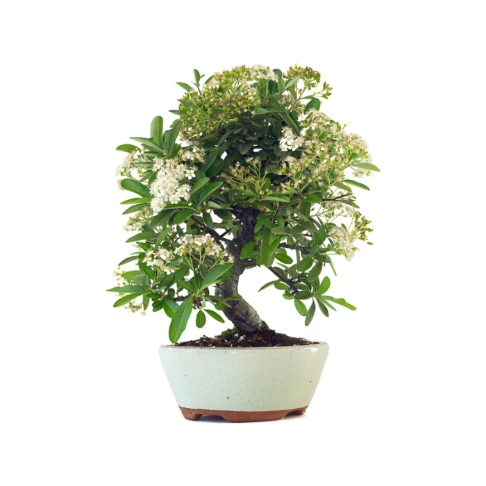 Acheter Bonsai pas cher en ligne Pyracantha Coccinea 36 cm Sankaly Bonsai