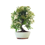 Acheter Bonsai pas cher en ligne Pyracantha Coccinea 36 cm Sankaly Bonsai