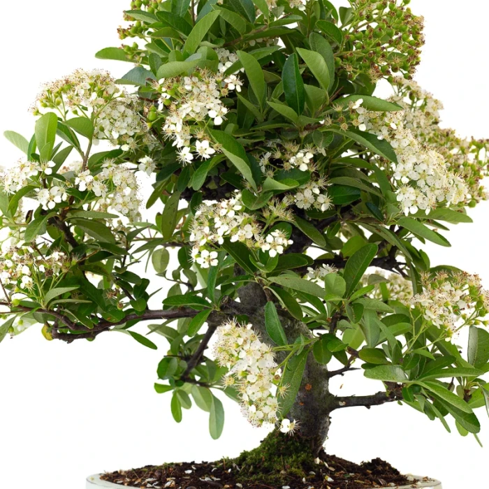 Vente Bonsai pas cher en ligne Pyracantha Coccinea 36 cm Sankaly Bonsai