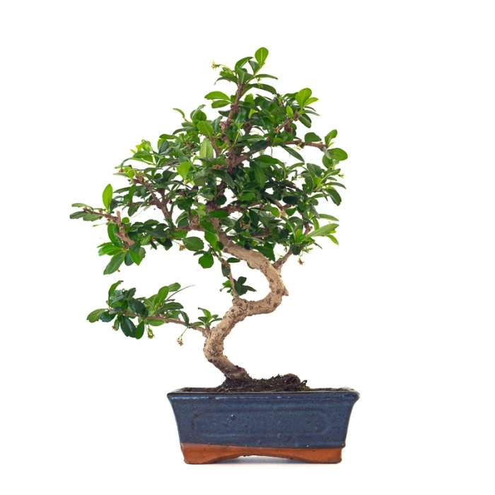 Vente de Bonsai interieur en ligne Carmona 41 cm Sankaly Bonsai
