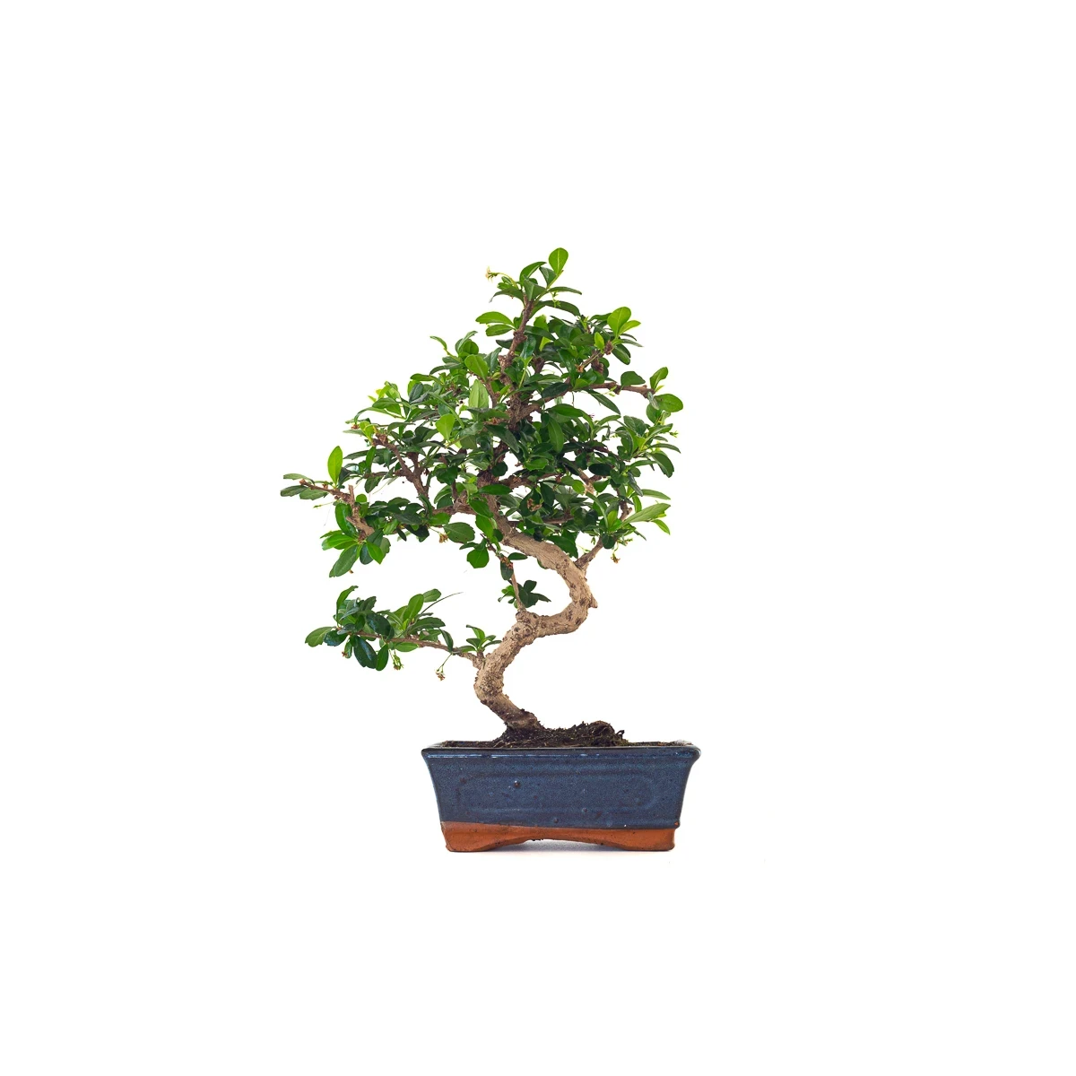 Vente de Bonsai interieur en ligne Carmona 41 cm Sankaly Bonsai