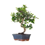 Achat Bonsai intérieur en ligne Carmona 41 cm Sankaly Bonsai