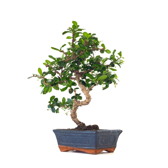 Acheter Bonsai interieur en ligne Carmona 41 cm Sankaly Bonsai