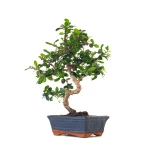Acheter Bonsai interieur en ligne Carmona 41 cm Sankaly Bonsai