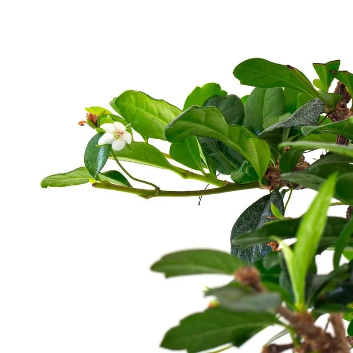 Vente de Bonsai intérieur pas cher en ligne Carmona 41 cm Sankaly Bonsai