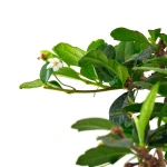 Vente de Bonsai intérieur pas cher en ligne Carmona 41 cm Sankaly Bonsai