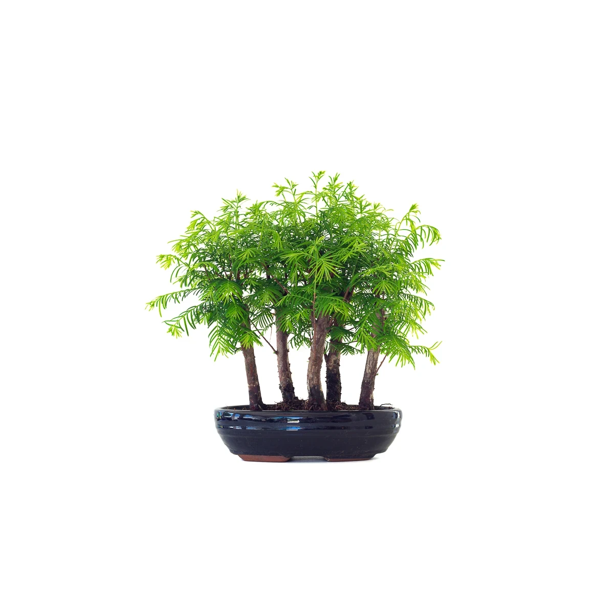 Vente de Bonsai en ligne Forêt de Séquoia (Metasequoia) 35 cm Sankaly Bonsai