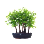 Vente de Bonsai en ligne Forêt de Séquoia (Metasequoia) 35 cm Sankaly Bonsai