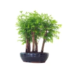 Achat de Bonsai en ligne Forêt de Séquoia (Metasequoia) 35 cm Sankaly Bonsai